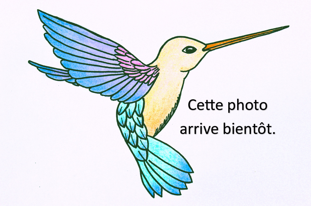 Logo photo modif en cours