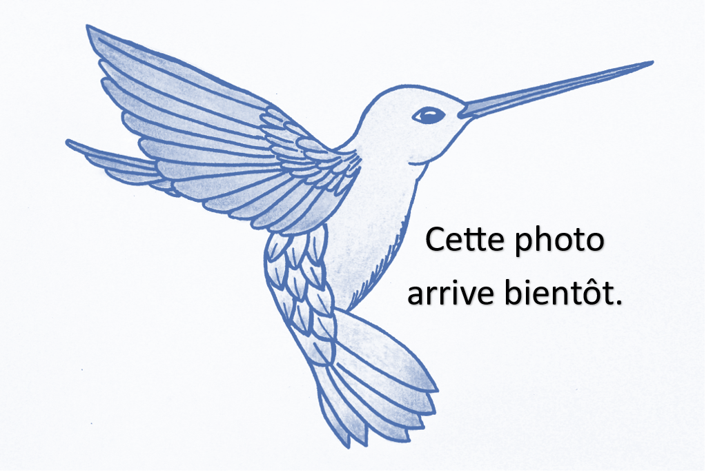 photo logo modif en cours bleu